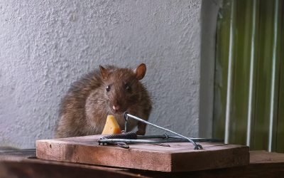 What Repels Mice in West Palm Beach? A Guide for South Florida Homeowners