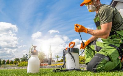 Best Pest Control Companies in West Palm Beach: A Resident’s Guide to Quality Service