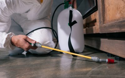 What is the Best Residential Pest Control Company in West Palm Beach?